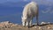 Mountain Goat Kid in Colorado mountains