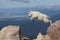 Mountain Goat Kid Jumping for Joy!