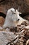 Mountain goat laying on rocky ledge