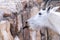 Mountain goat licks a brick wall at the summit of Mt Evans Scenic Byway in Colorado