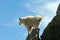 Mountain Goat looking back over Harney Peak Spire