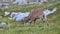 Mountain goat looking for food on the lawn and looking around