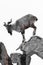 Mountain goat Markhor stands on the rocks on a white snowy background, silhouette of a clever animal