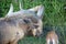 A mountain goat with massive horns looks at the camera while eating grass