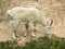 Mountain Goat at Mineral Lick along Icefields Parkway in the Canadian Rocky Mountains, Jasper National Park, Alberta, Canada