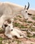 Mountain Goat Mother And Kid