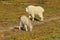 Mountain Goat Mother and Kid, Glacier National Park