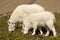 Mountain Goat Mother and Kid, Glacier National Park
