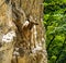 Mountain goat in the mountains of Picos de Europa, Spain