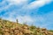 Mountain Goat in New Mexico Desert