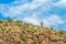 Mountain Goat in New Mexico Desert