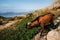 Mountain goat nibbles a grass on Cap Formentor in Mallorca