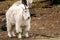 Mountain goat ( Oreamnos americanus )