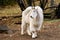 Mountain goat ( Oreamnos americanus )