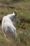 Mountain Goat Oreamnos Americanus Glacier National Park Montana USA