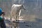 Mountain Goat Oreamnos Americanus Glacier National Park Montana USA