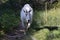 Mountain Goat Oreamnos Americanus Glacier National Park Montana USA