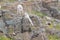 Mountain Goat Oreamnos Americanus Glacier National Park Montana USA