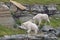 Mountain Goat Oreamnos Americanus Glacier National Park Montana USA