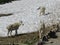 Mountain Goat oreamnos americanus at Going-to-the-Sun Road, Along Hiking Trail at Logan Pass Glacier National Park Montana USA