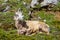 Mountain Goat on Parker Ridge in Canadian Rockies