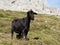 Mountain goat in Picos de Europa, Asturias