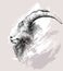 Mountain goat, ram, ibex, stag, aries head portrait. Vector illustration