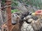 A mountain goat reaches for a cabbage leaf that holds the girl`s hand through an iron fence