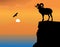 Mountain goat on a rock