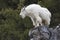 Mountain goat on rock ledge