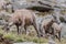 Mountain goat - rocky mountain colorado landscape