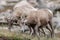 Mountain goat rocky mountain colorado landscape