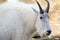 Mountain Goat (Rocky Mountain Goat) in the Yukon Territories, Canada