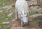 Mountain Goat, Rocky Mountains