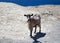 A mountain goat on the seashore. Greece