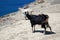 A mountain goat on the seashore. Greece