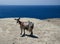 A mountain goat on the seashore. Greece