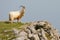 Mountain Goat / Sheep on Cliff Edge