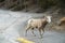 Mountain Goat Sheep Wildlife Animal Walking Banff National Park Canadian Rocky Mountains