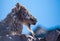 Mountain goat sitting on a rock - head closeup