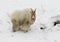 MOUNTAIN GOAT IN SNOW, DIRTY STOCK IMAGE