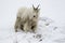 Mountain goat on snow hill with dirty face and body from eating