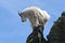 Mountain goat standing on narrow rock outcrop against blue sky