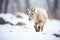 mountain goat with thick coat braving snowy conditions