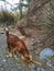 Mountain goat in a wadi in Oman