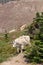 Mountain goat walking down a steep hillside in Glacier Nat. Park
