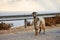 Mountain goat walking on a road in sunset