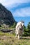 Mountain goat wearing a collar stands in the grass in Glacier National Park