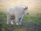 Mountain Goat at Yukon wildlife Preserve