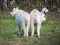 Mountain Goat at Yukon wildlife Preserve